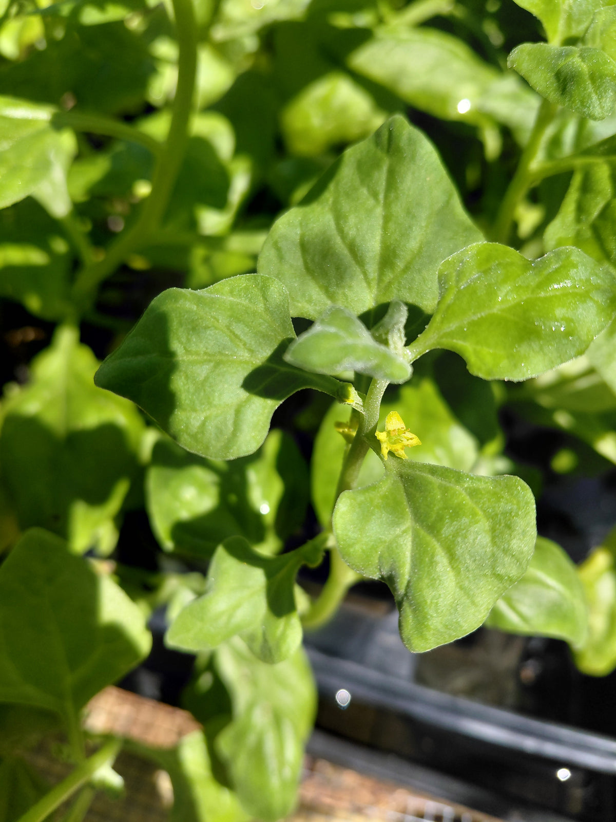 Spinach: New Zealand
