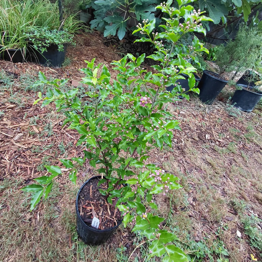 Barbados Cherry, dwarf