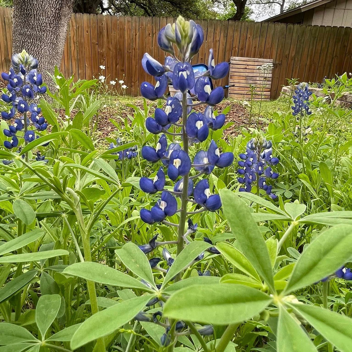 bluebonnet plant