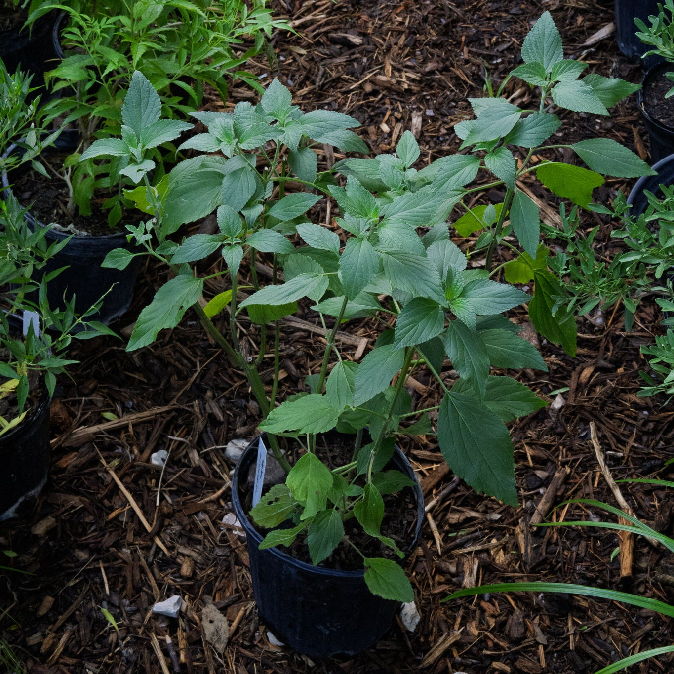 mealy blue sage