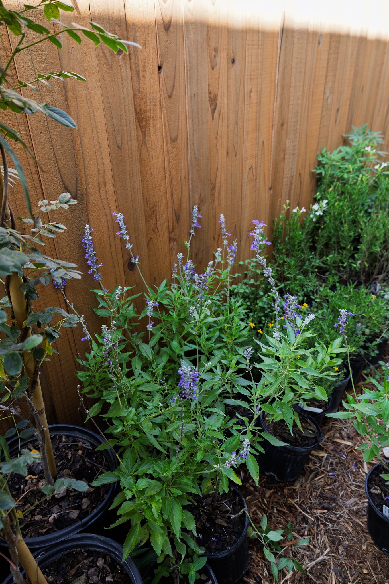 Texas Wisteria