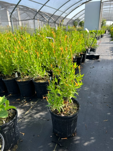 Flame Acanthus, Benny's Gold