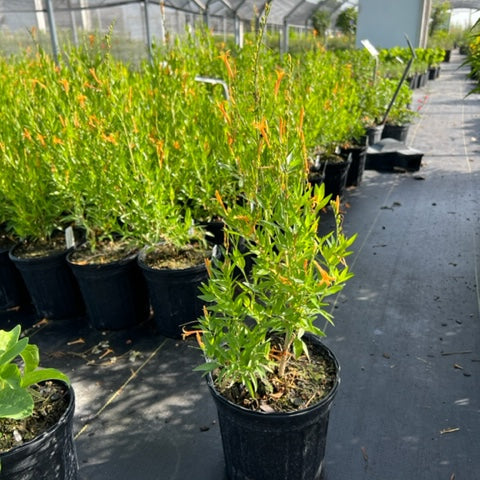 Flame Acanthus, Benny's Gold