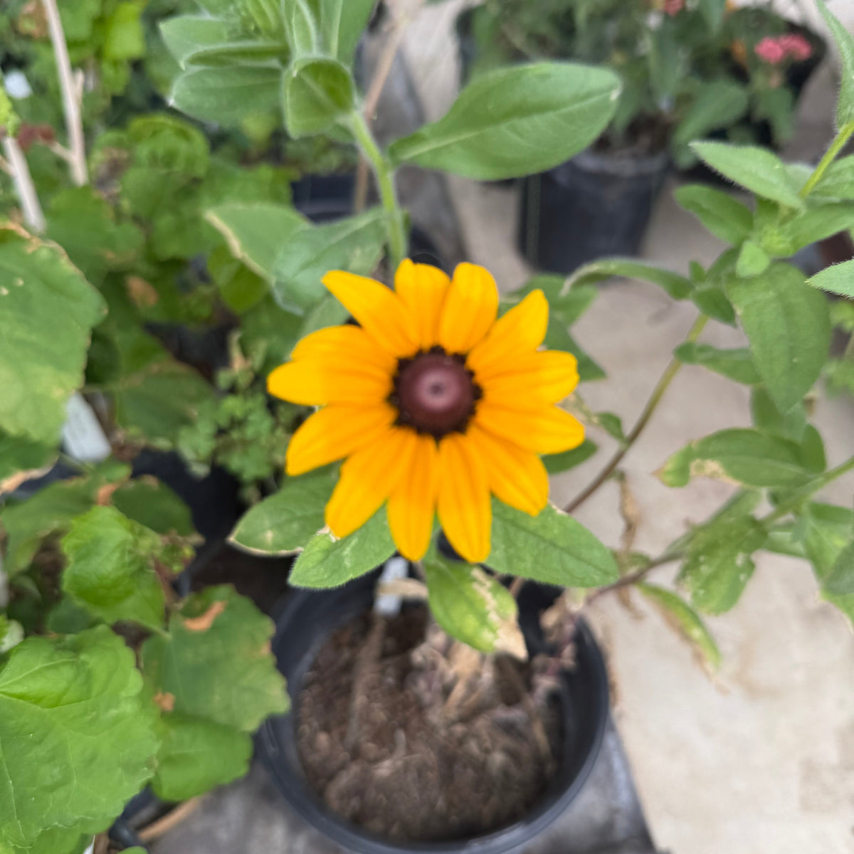 Black-eyed Susan