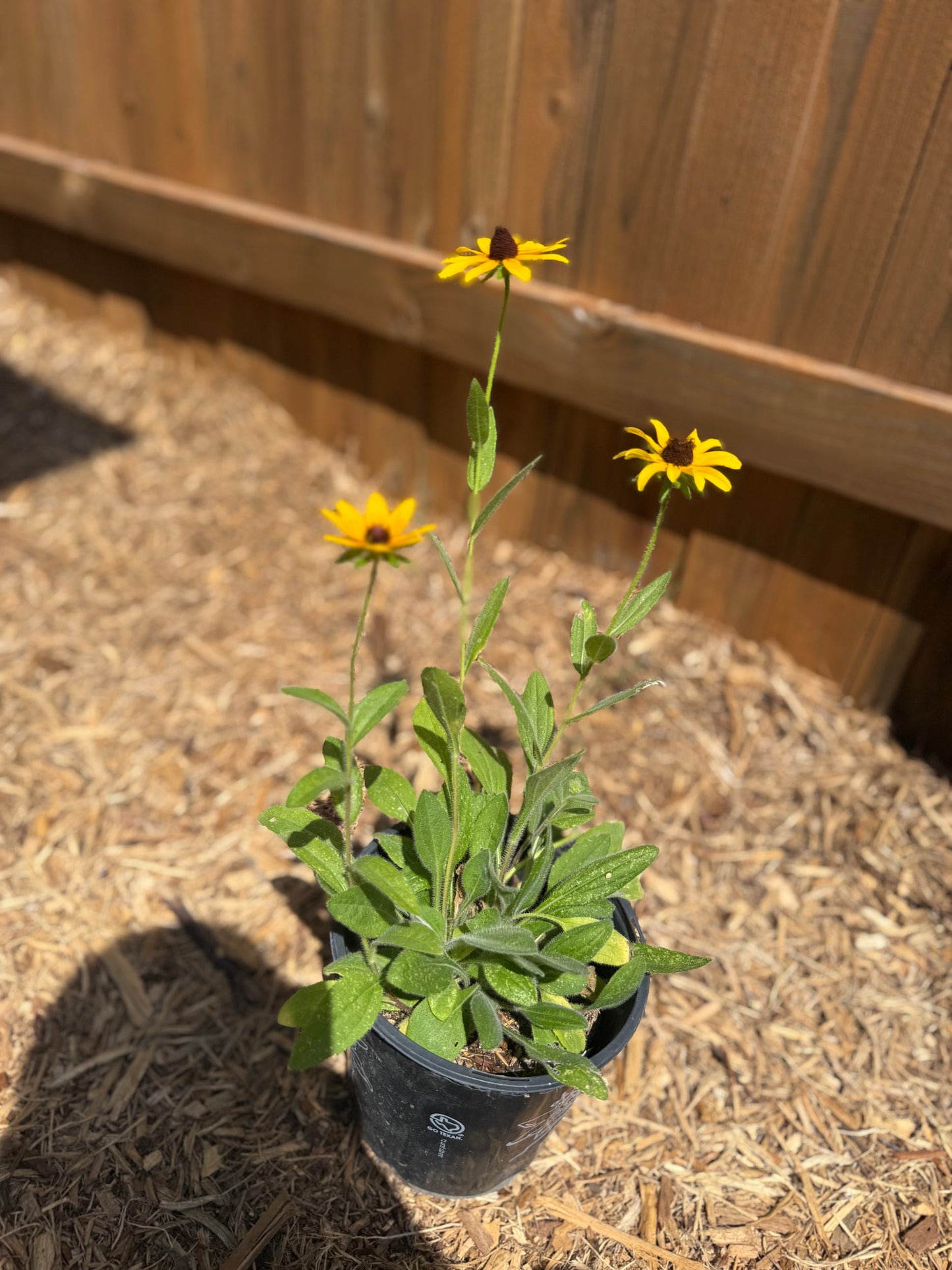 Black-eyed Susan