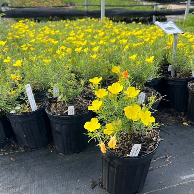 Calylophus, Compact