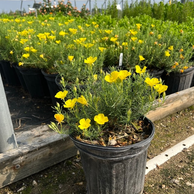 Calylophus, Compact