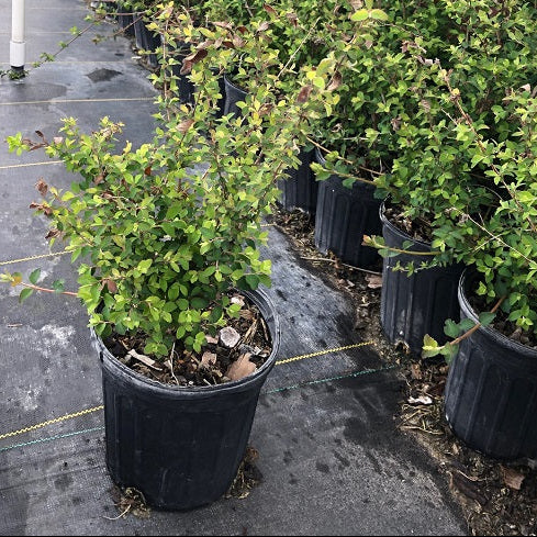 coralberry one gallon