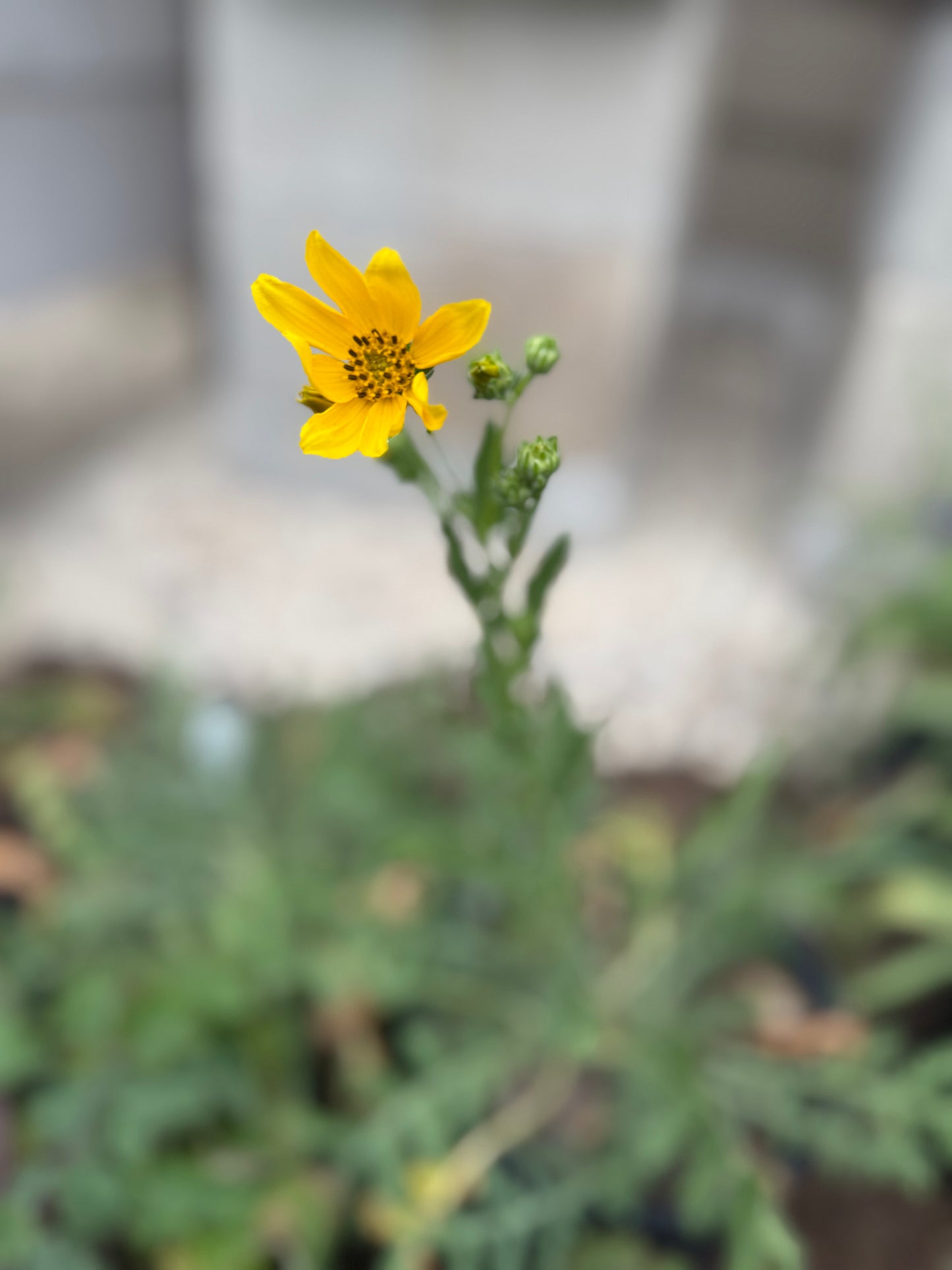 Cutleaf Daisy