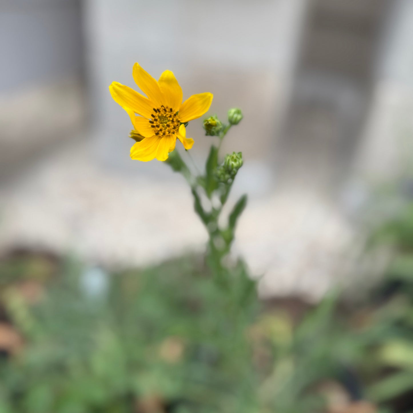cutleaf daisy