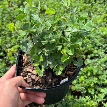 Fern Clover