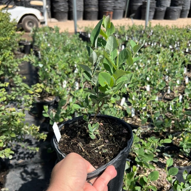 Coral Honeysuckle