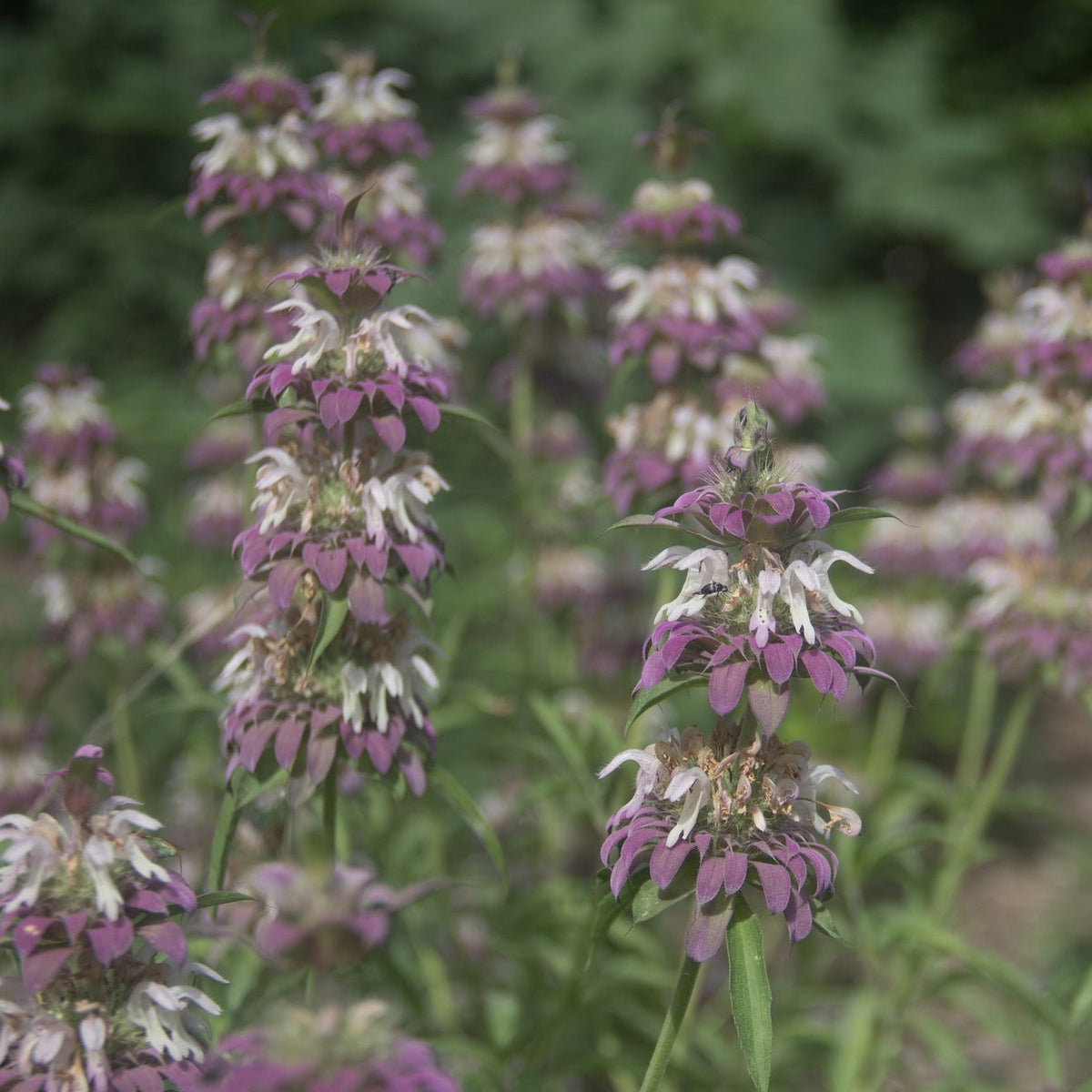 Lemon Beebalm