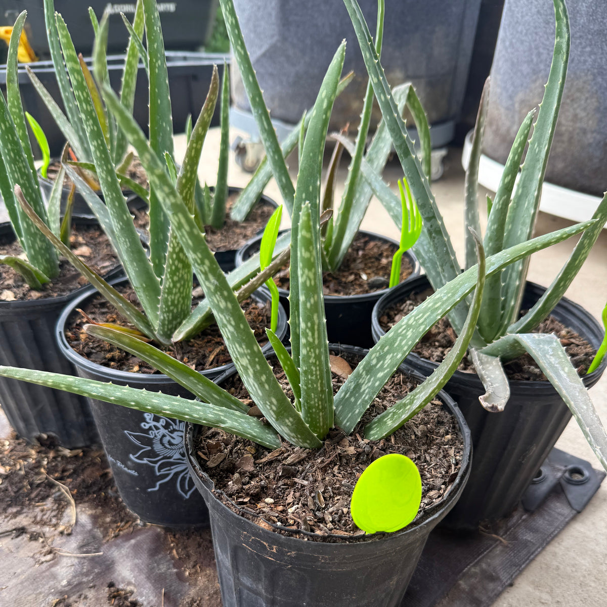 Aloe