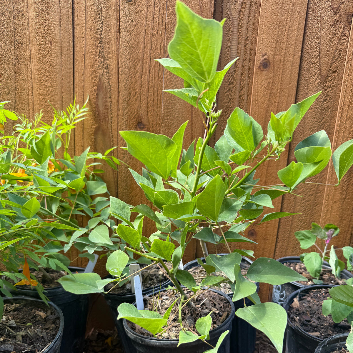 Coral Bean, Giant
