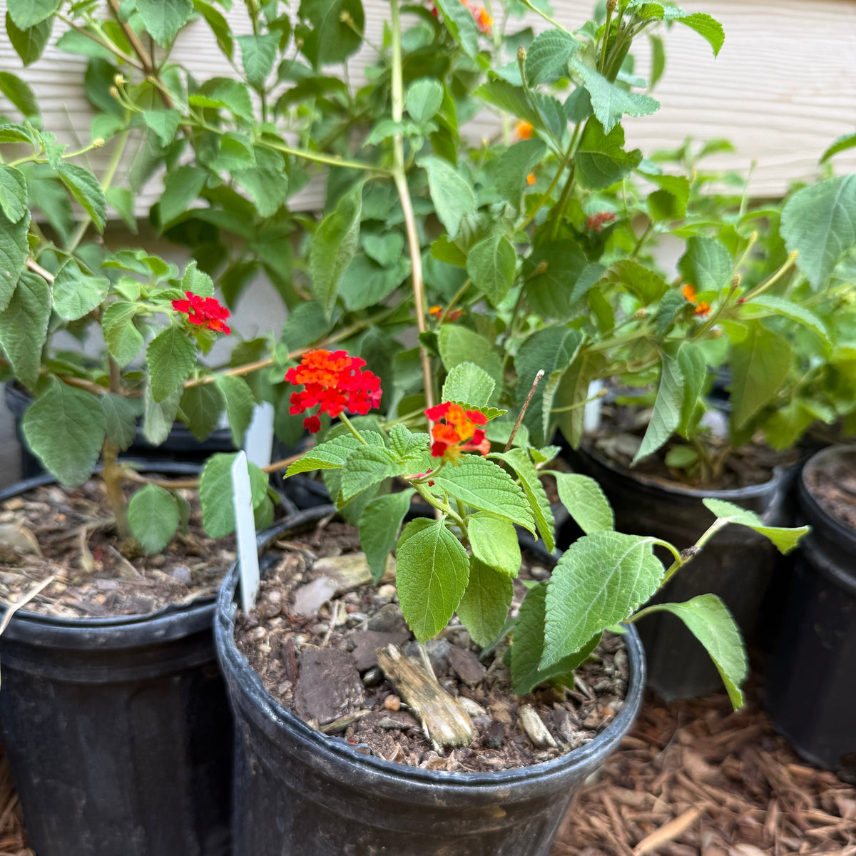 Lantana, Dallas Red