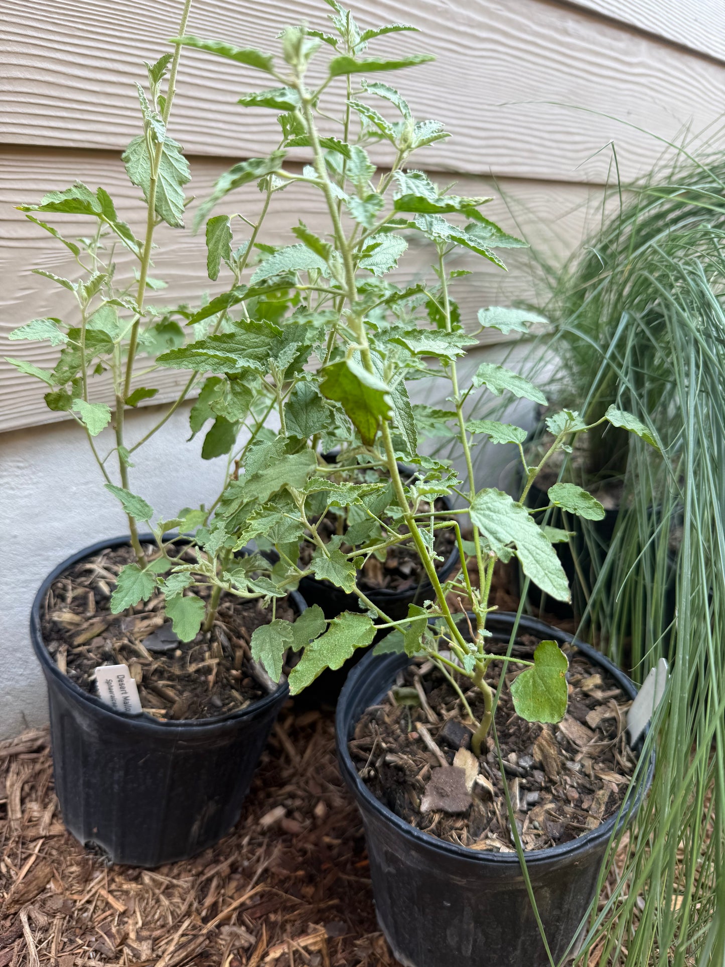 Desert Mallow
