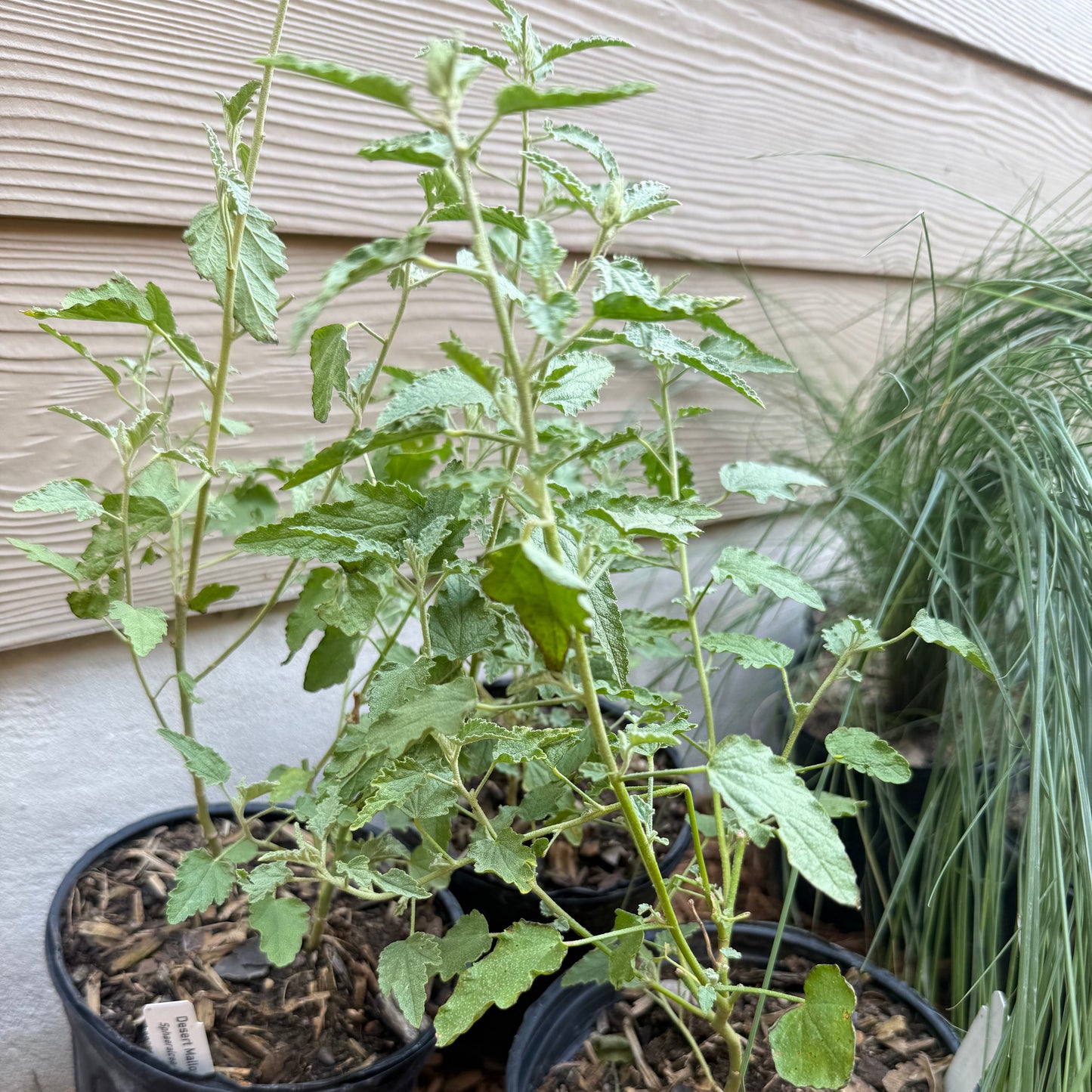 Desert Mallow
