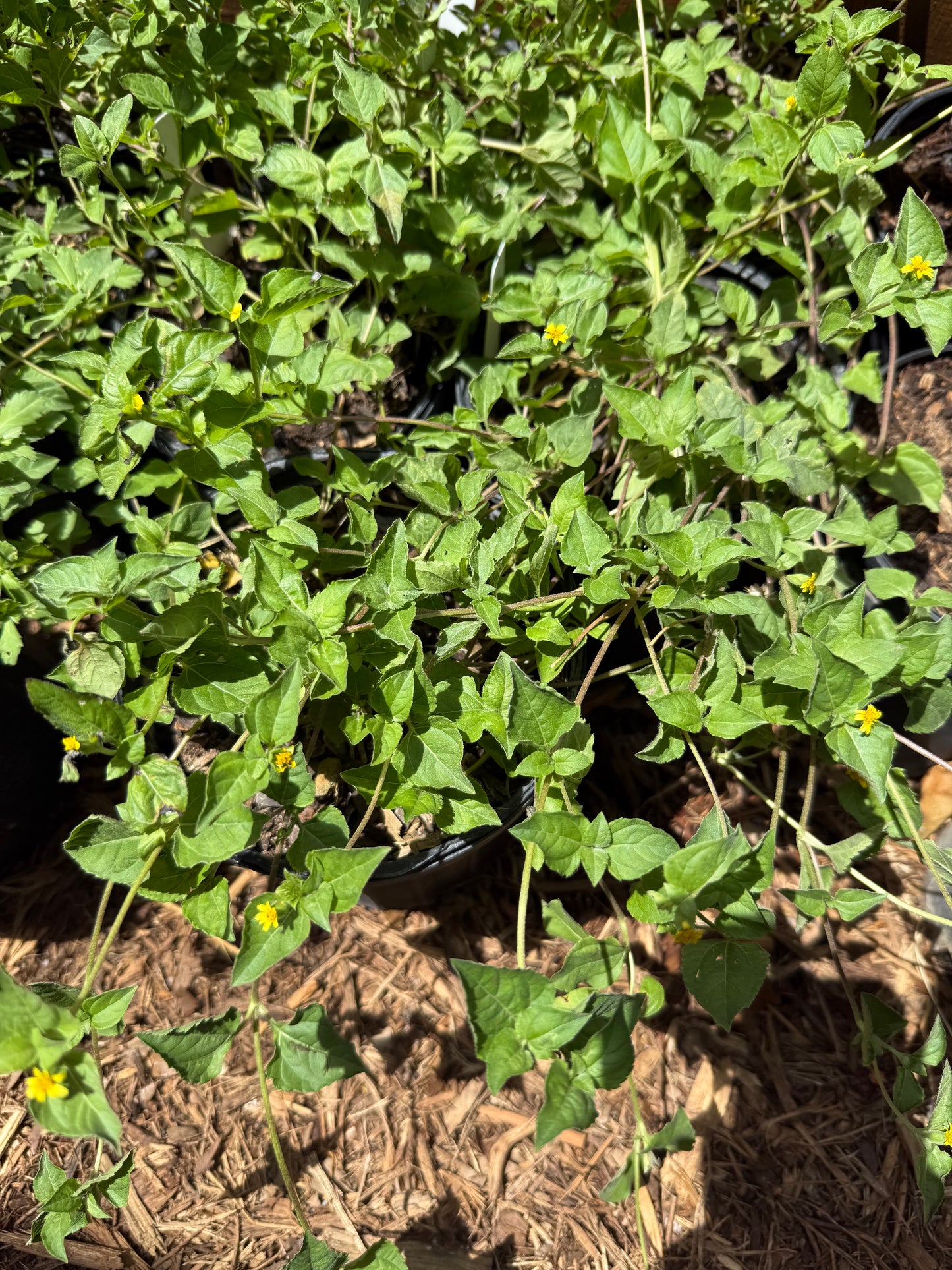 Horseherb