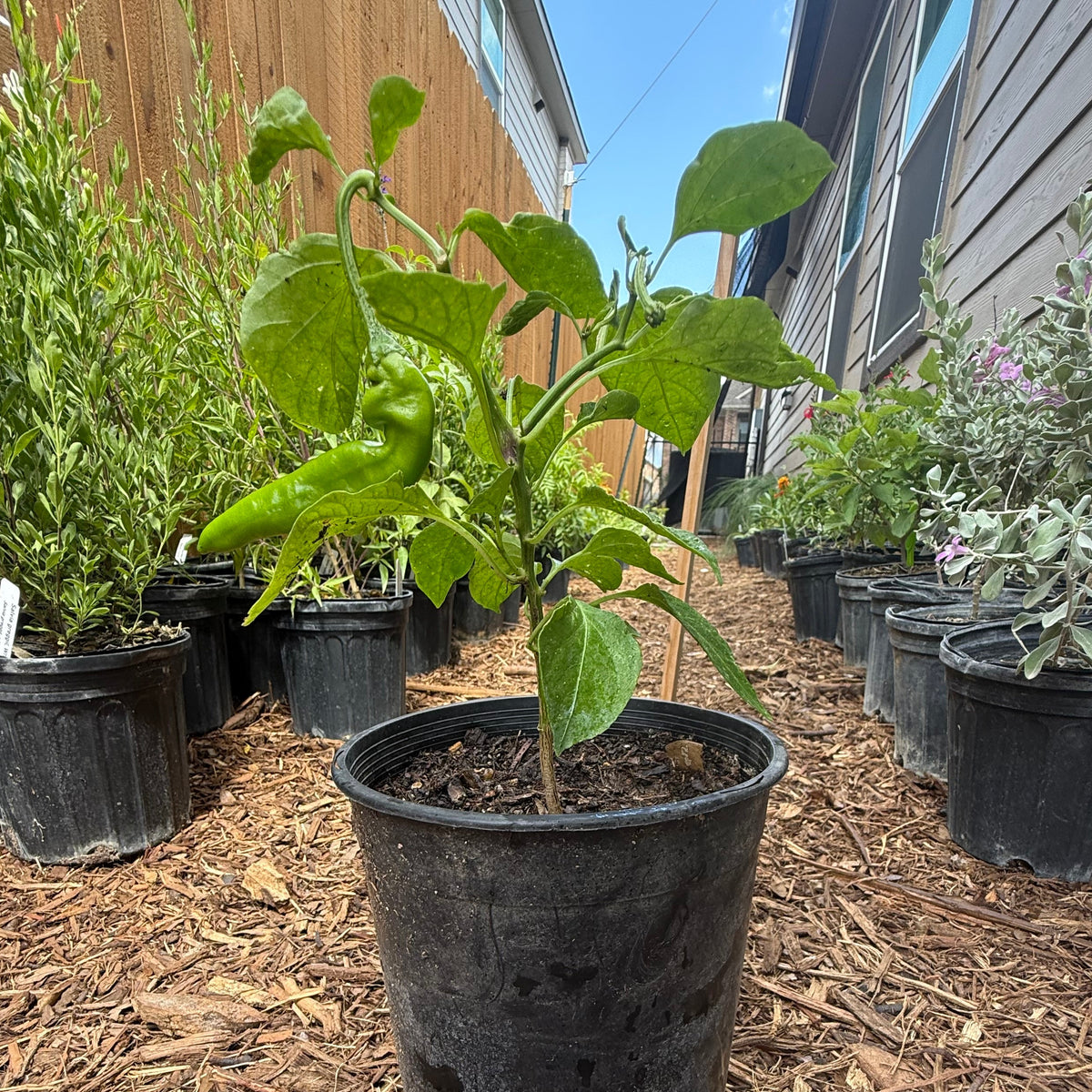 Pepper - Guajillo
