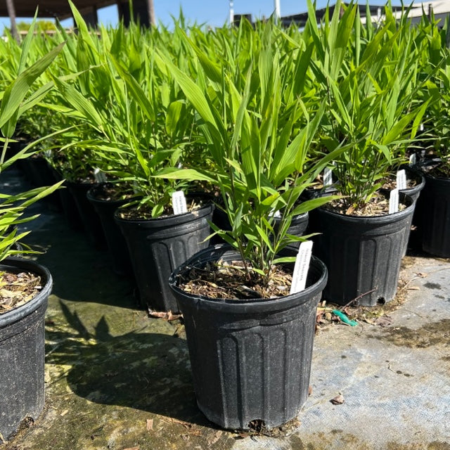 Inland Sea Oats