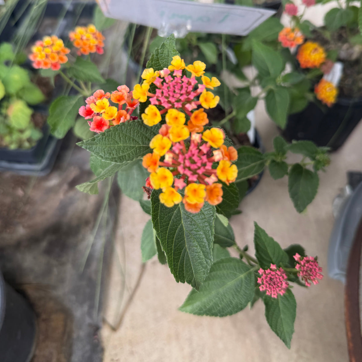 Lantana, Confetti