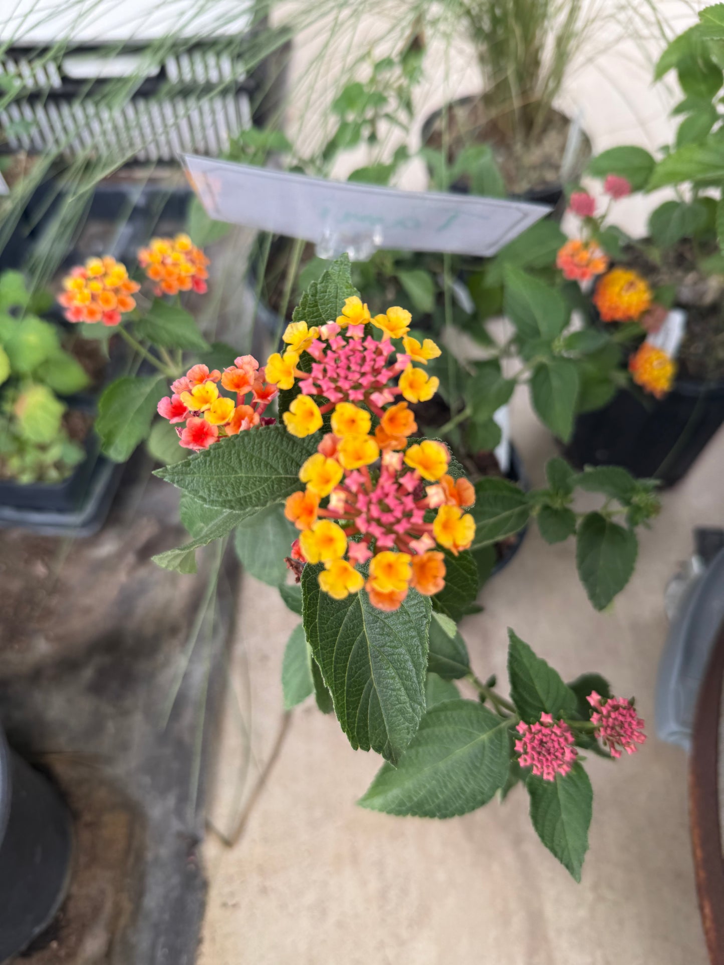 Lantana, Confetti