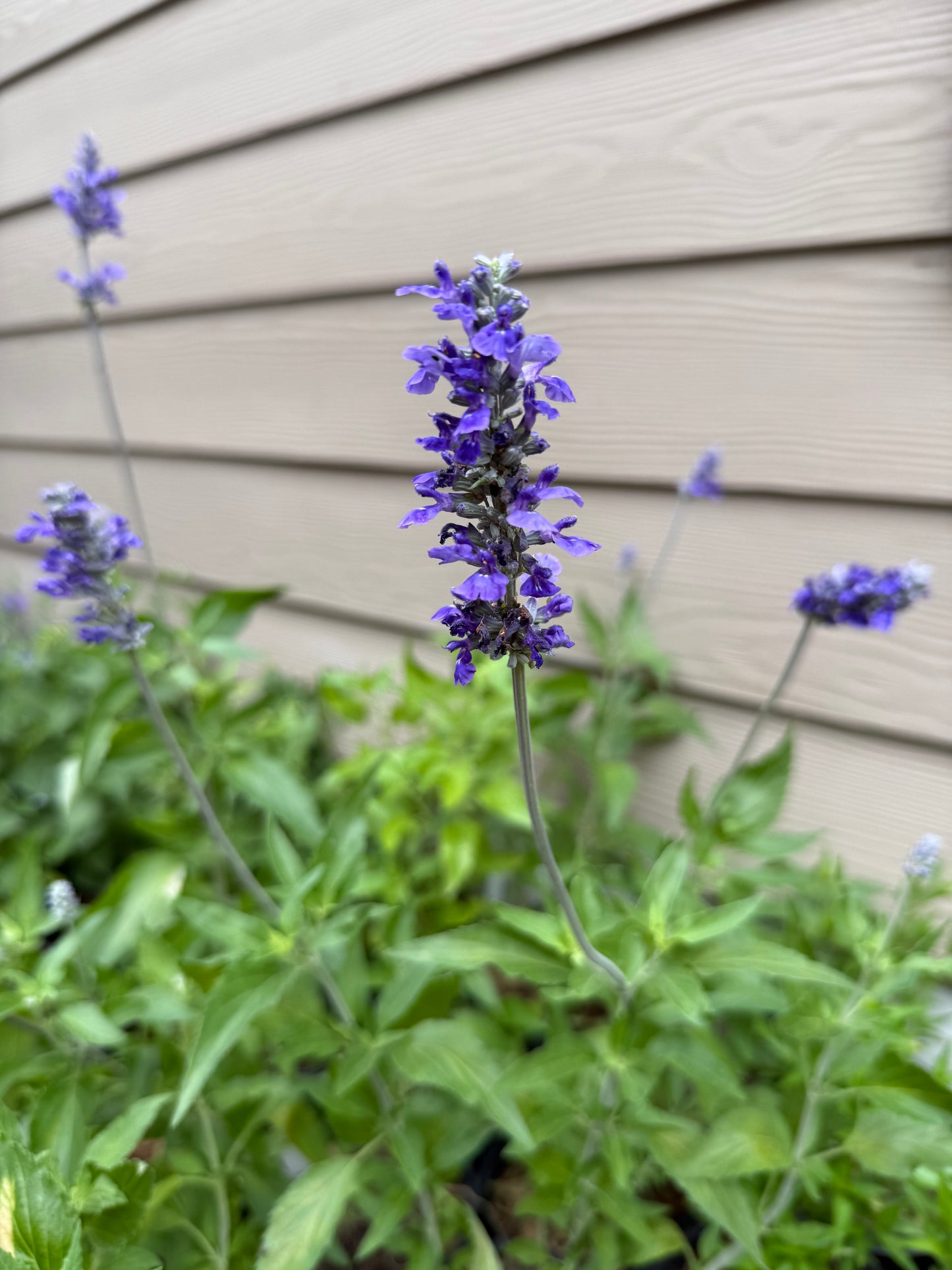 Salvia, Mealy Blue (Henry Duelberg)