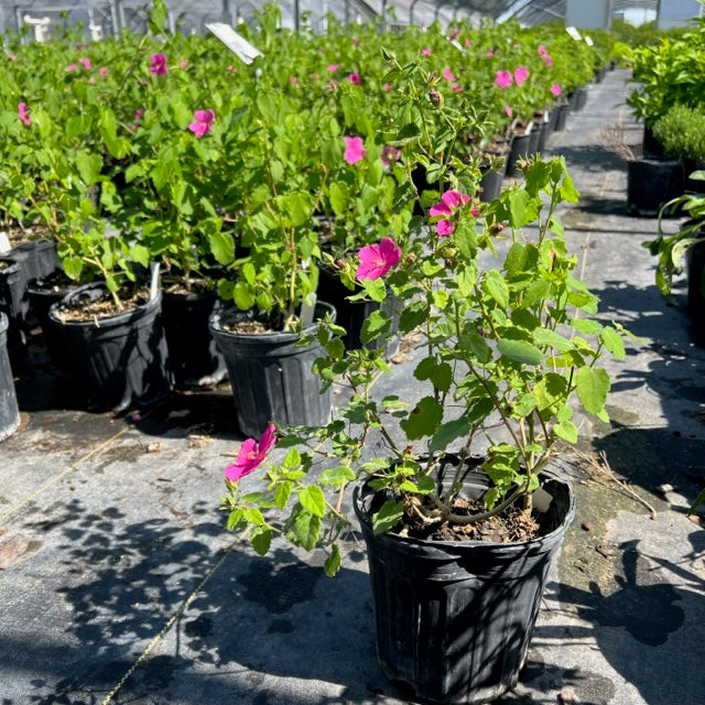 Rock Rose