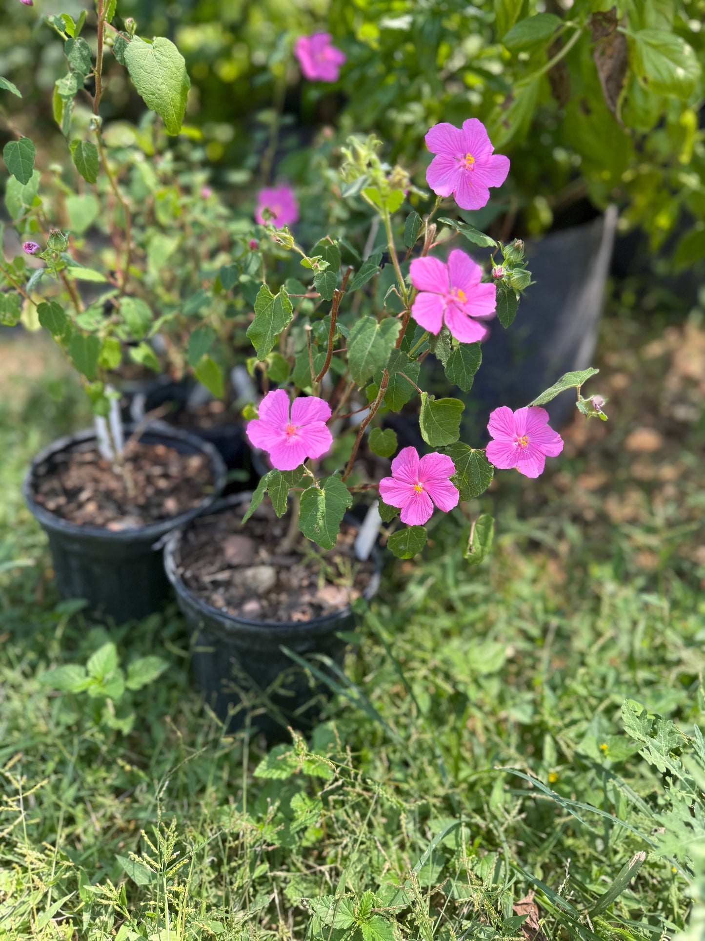 Rock Rose