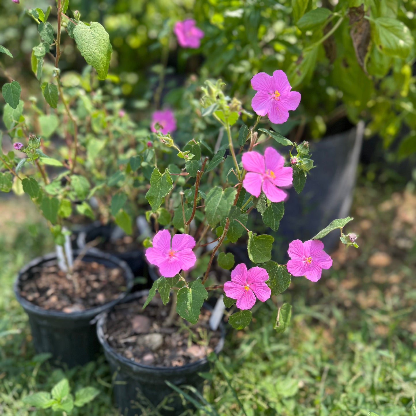 Rock Rose