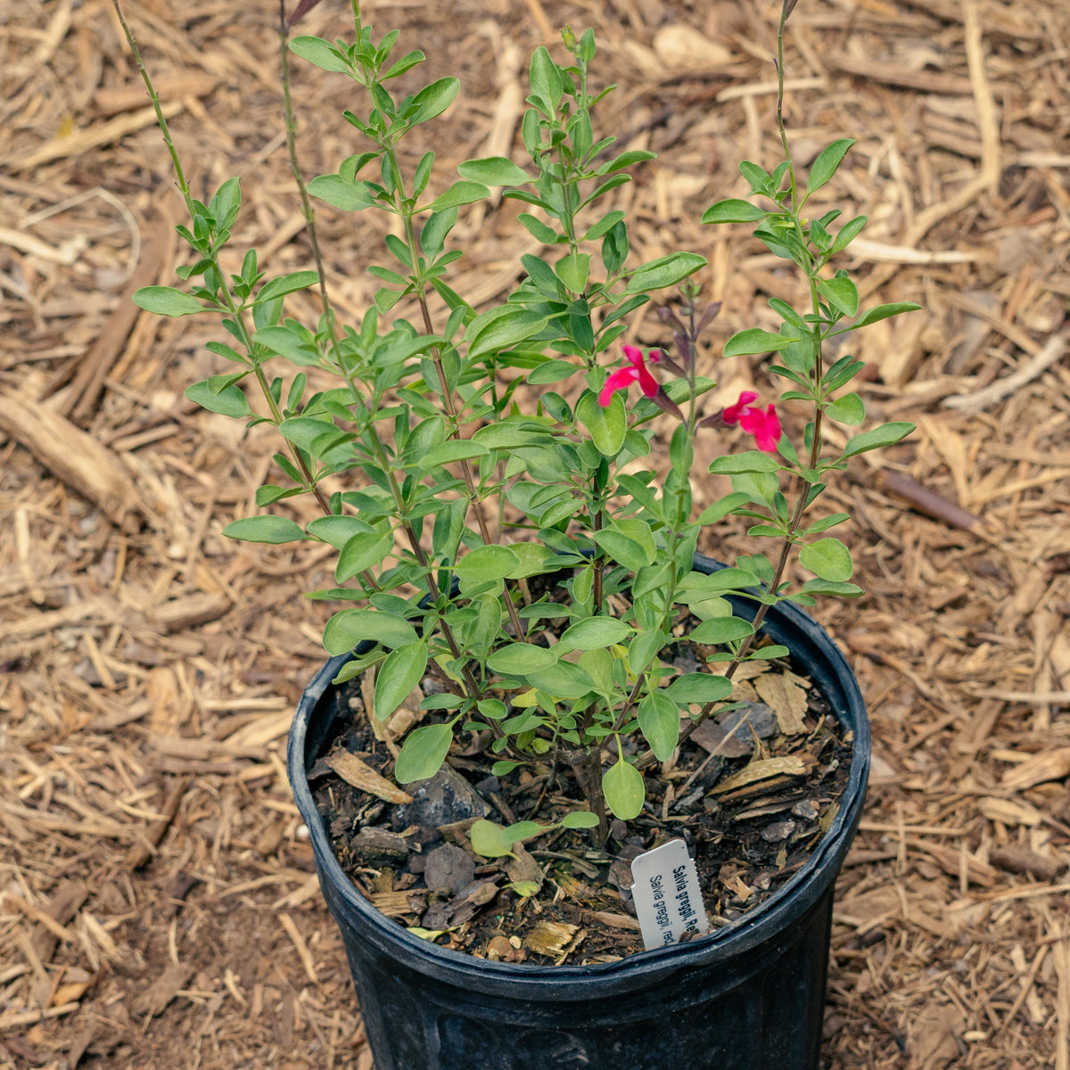 Salvia Greggii, Hot Lips
