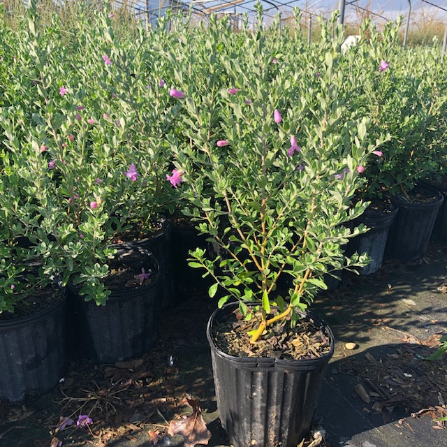 Texas Sage (Cenizo), Green