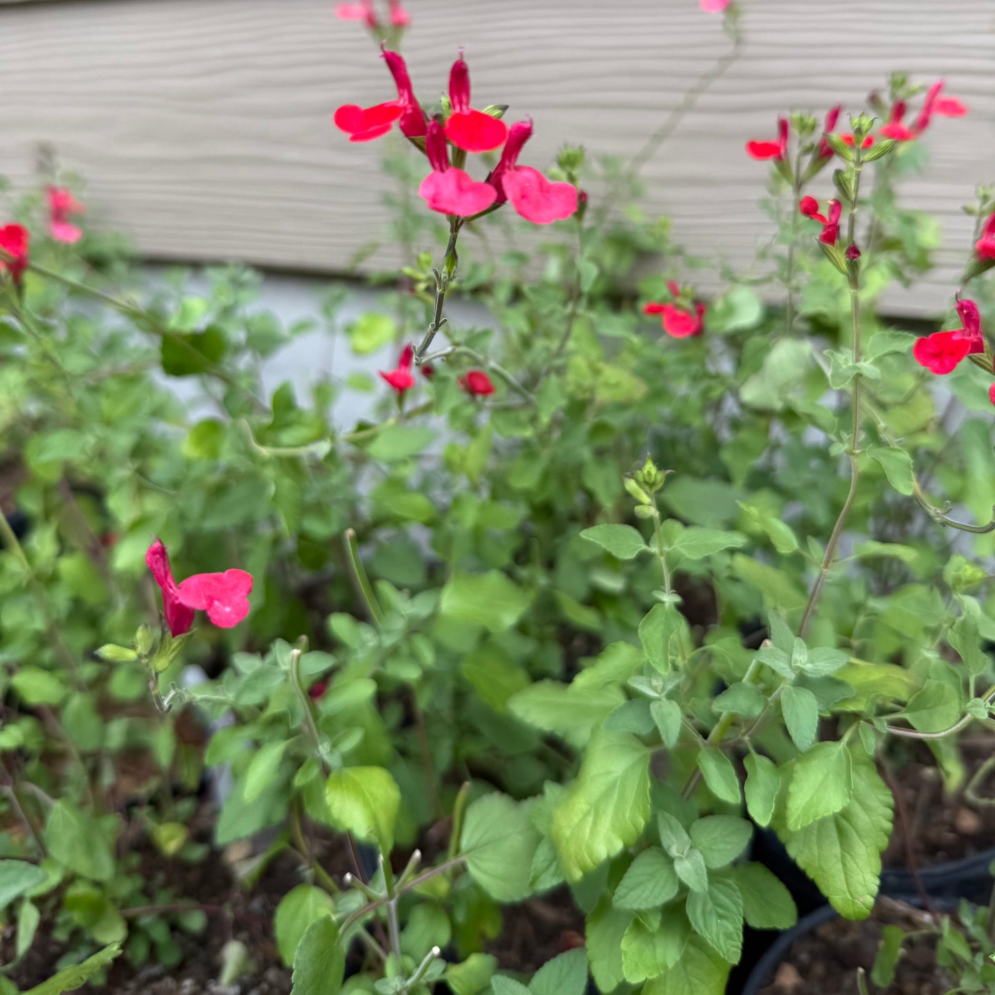 Salvia Greggii, Lipstick