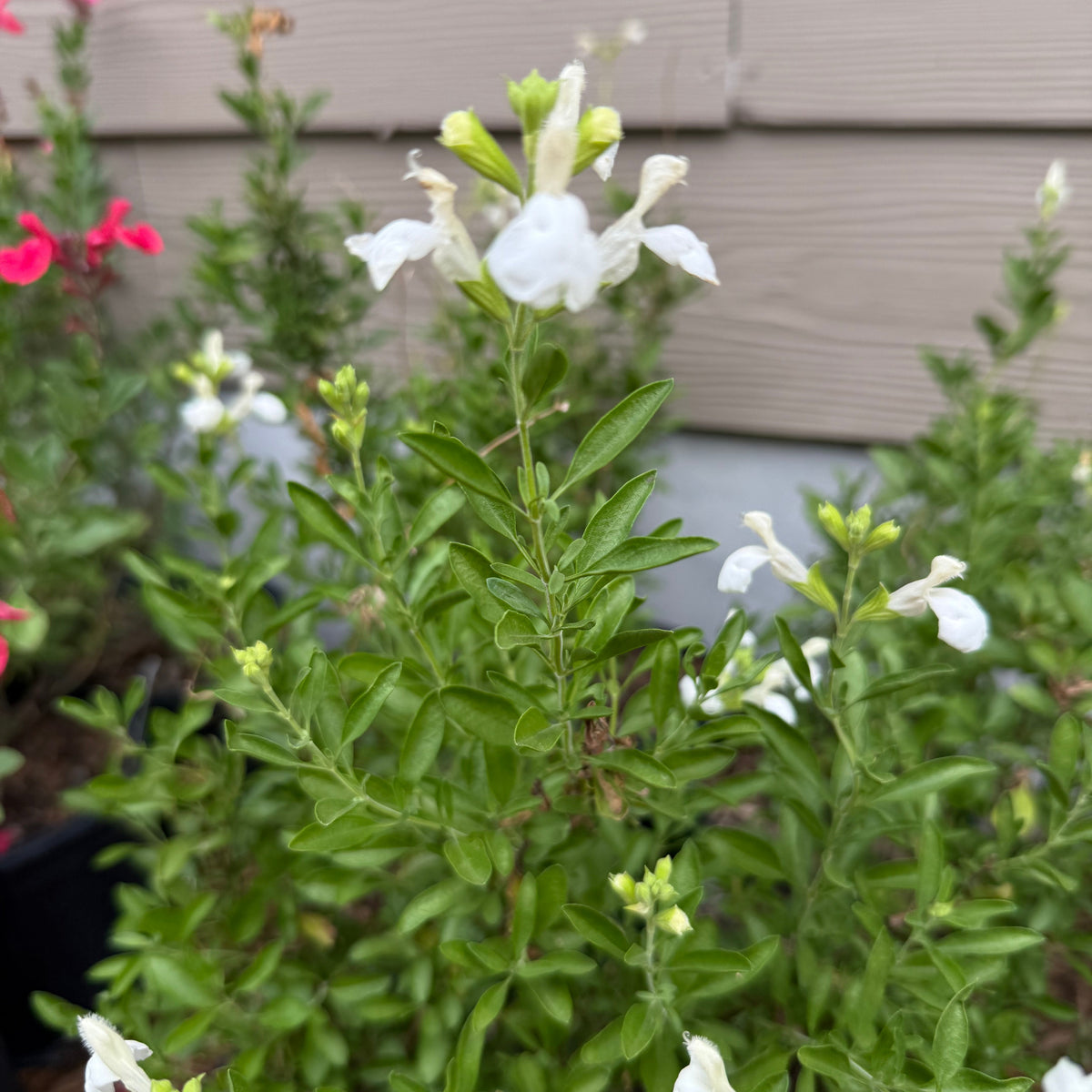 Salvia Greggii, White