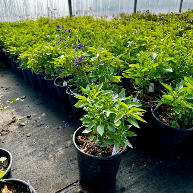 Salvia, Mealy Blue (Henry Duelberg)