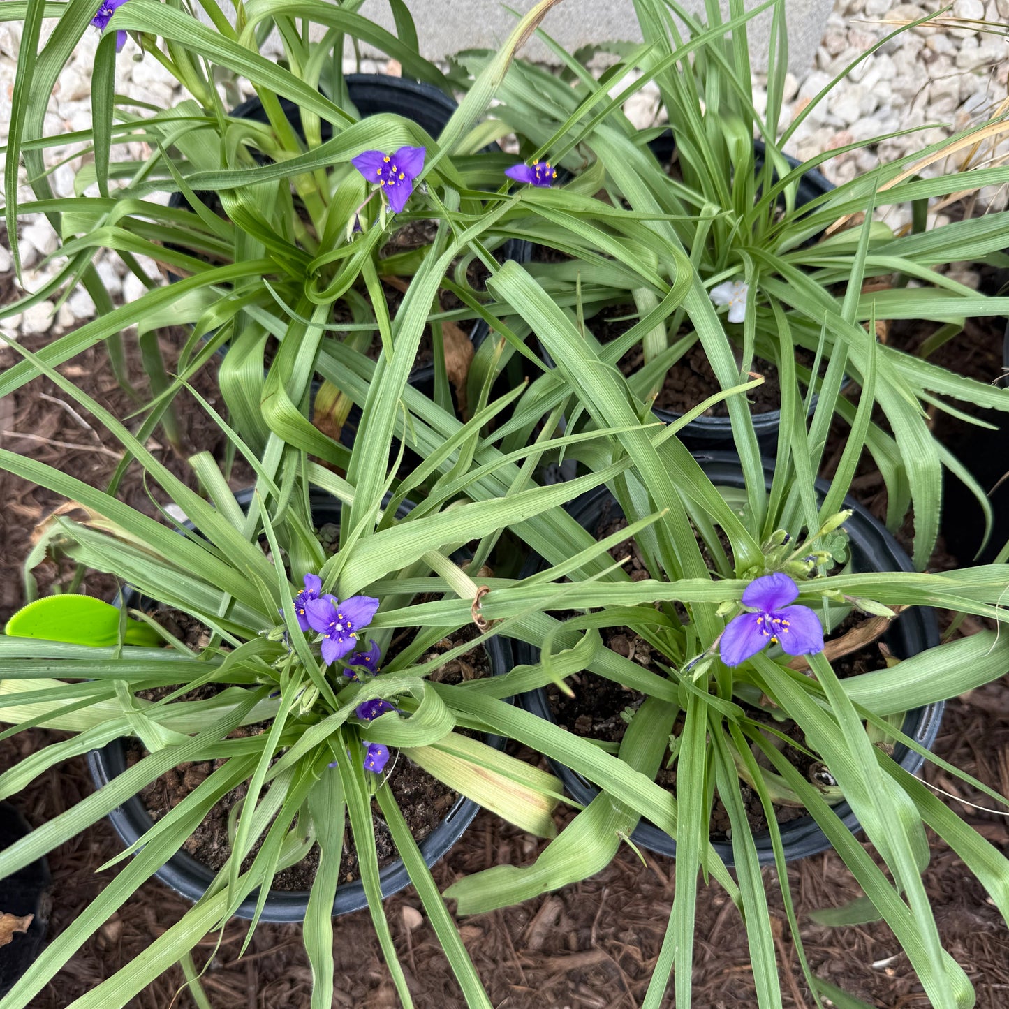 Spiderwort