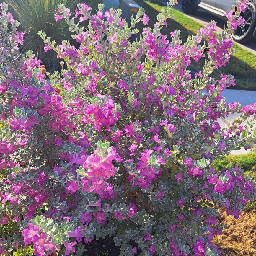 Compact Texas Sage