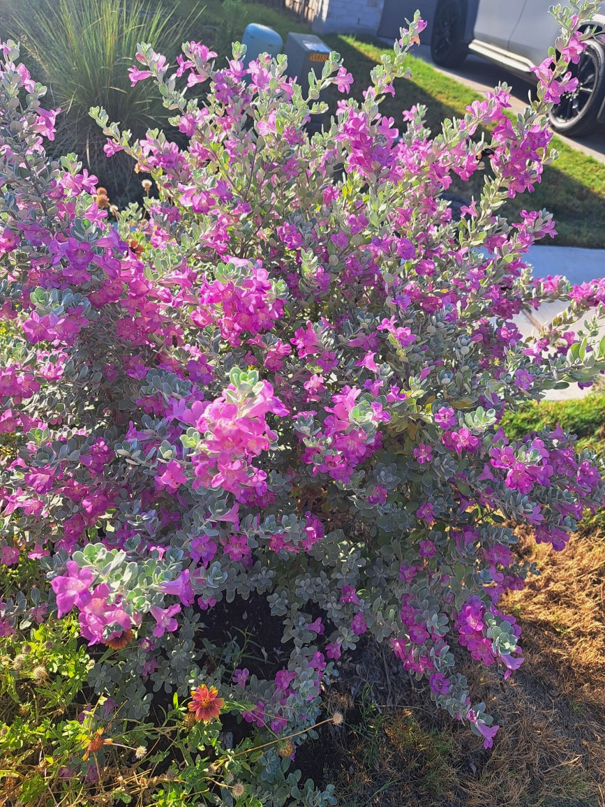 Texas Sage (Cenizo), Compact