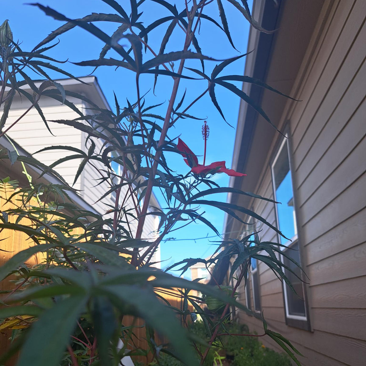Texas Star Hibiscus
