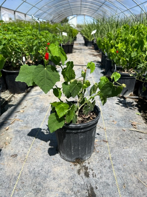 Turk’s Cap