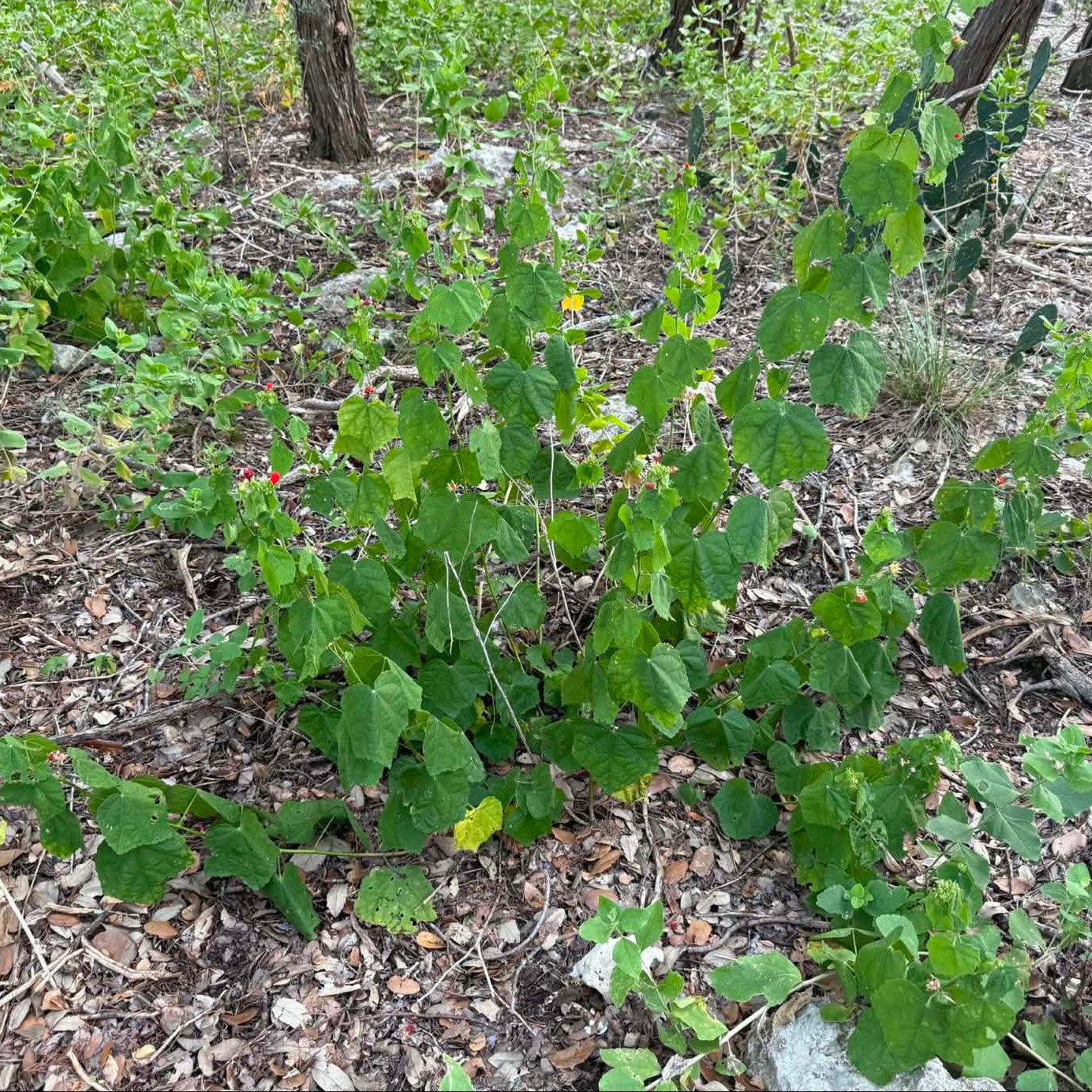 Turk's Cap