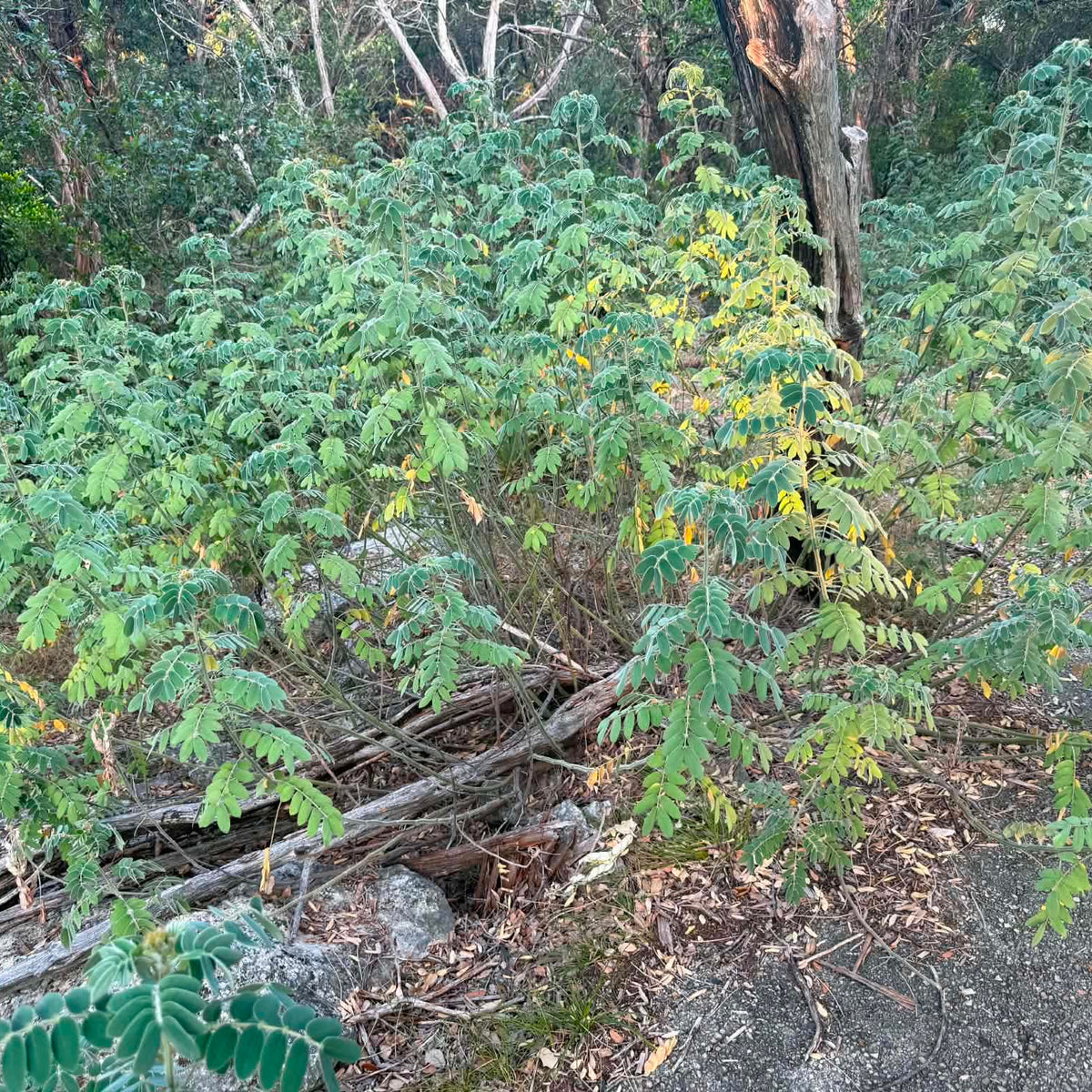 Velvet-leafed (Lindheimer’s) Senna