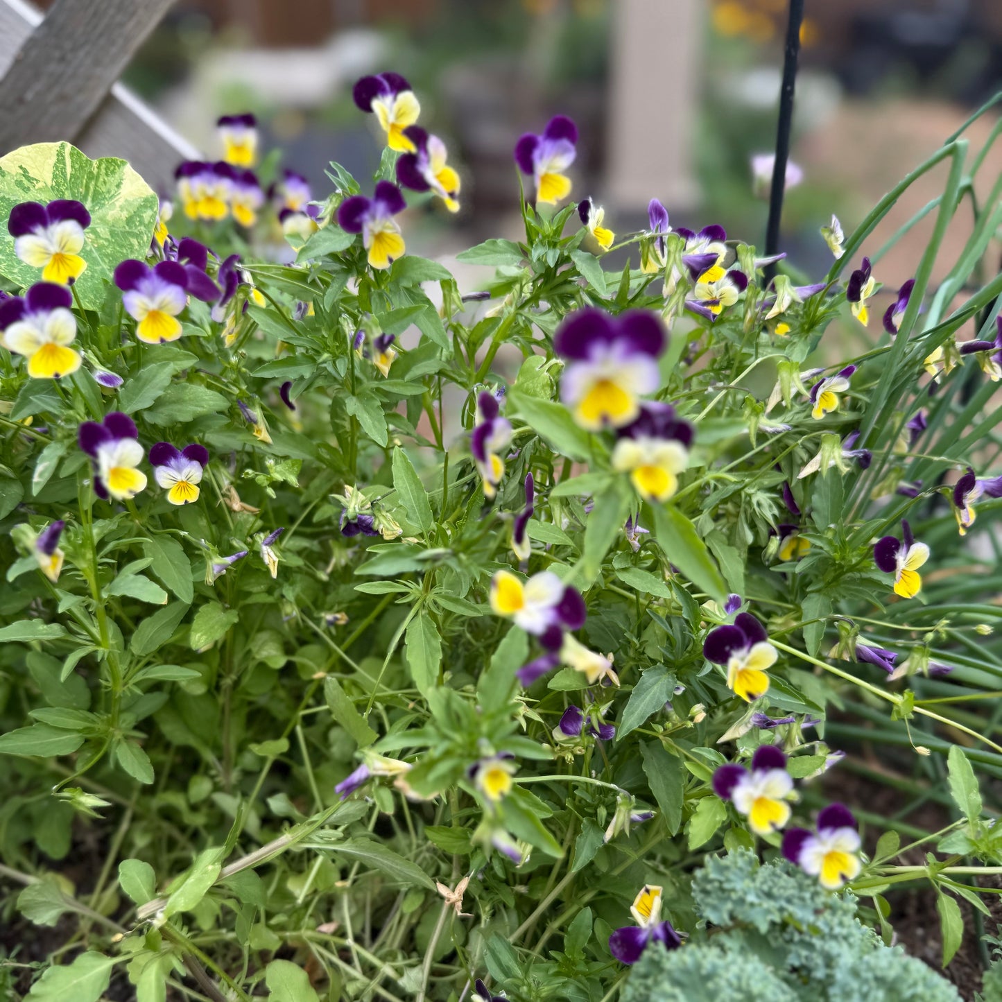 Violas - Johnny Jump-ups
