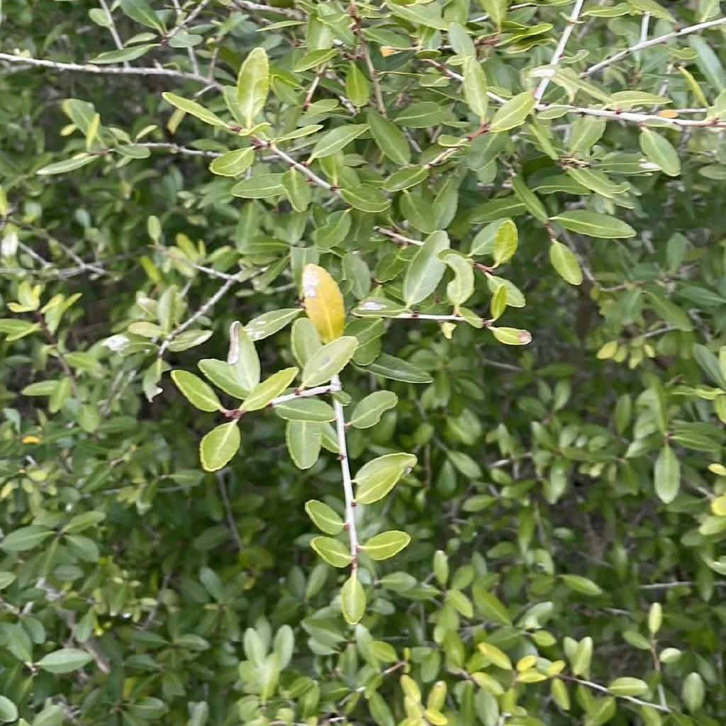 Yaupon Holly, Pride of Houston