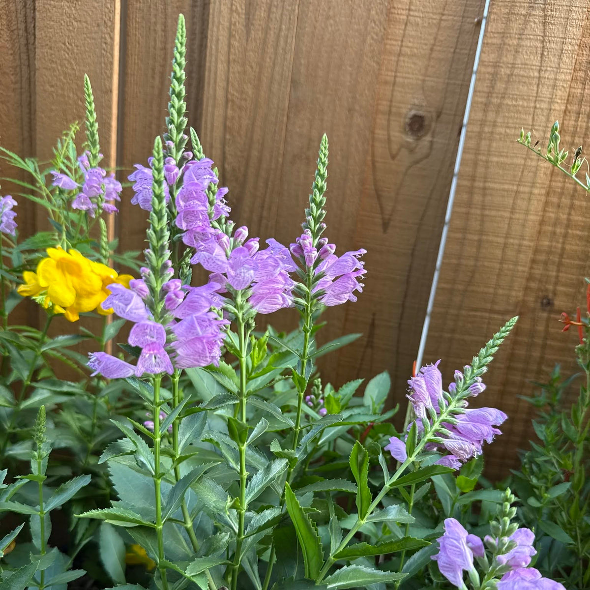 Fall Obedient Plant Blooming