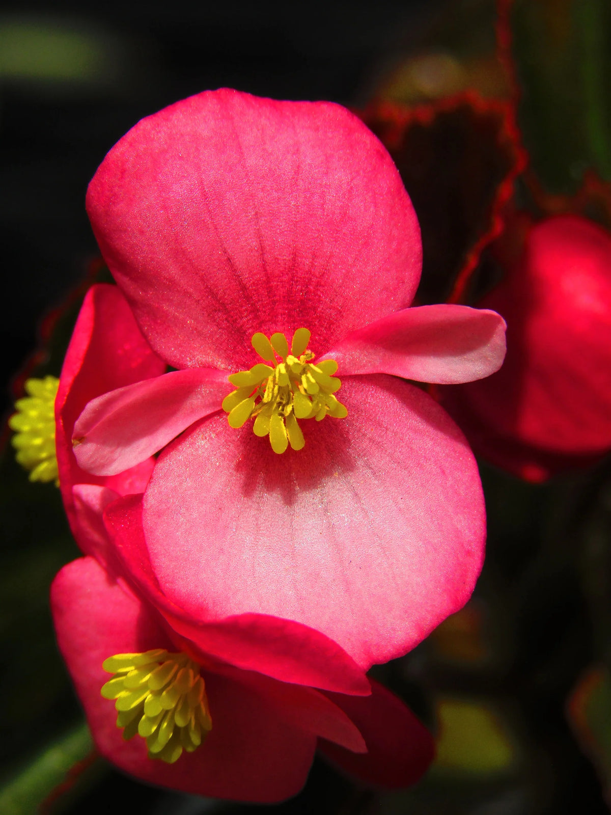 Wax Begonia