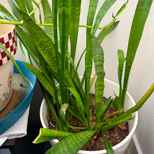 Airplane Plant Snake Plant