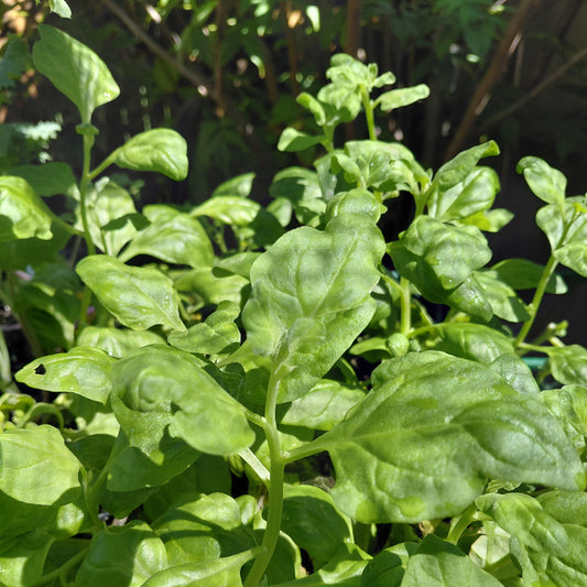 Spinach: New Zealand