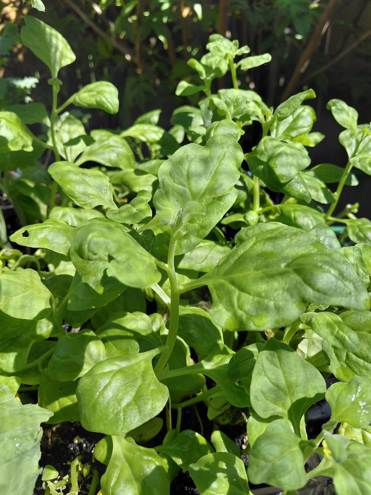 Kale: Red Russian